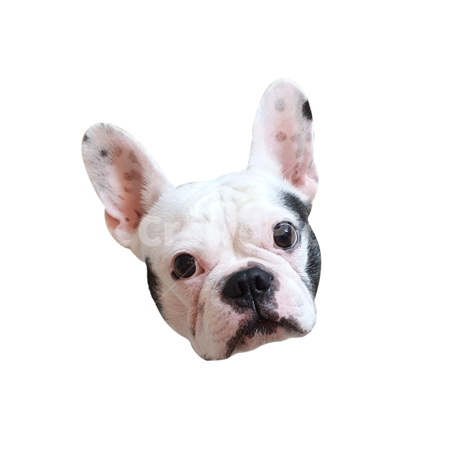 개,강아지,귀여운,애완동물,pet,dog,animal,동물,mammal,frenchbulldog,프랑스불독,bulldog,불독,누끼,remove background