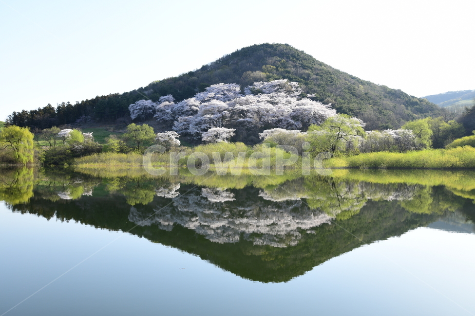 water,물,nature,자연,outdoors,옥외,저수지,반영,봄,벚꽃,봄,계절,spring,season,자연,풍경,nature,landscape