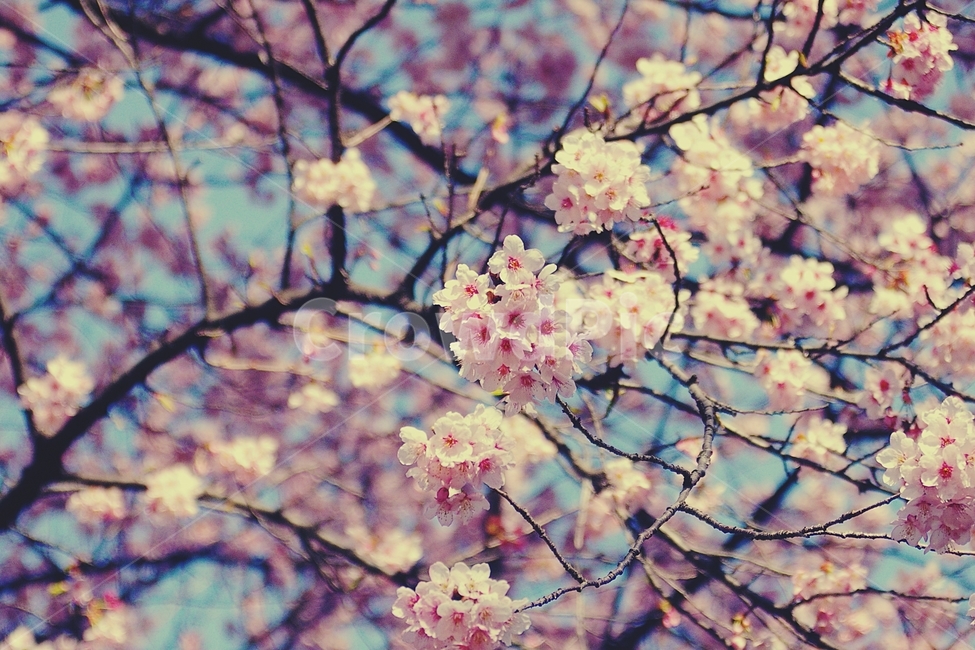 벚꽃,cherryblossom,cherry,벚나무,봄,spring,꽃,flower,나무,tree,봄,계절,spring,season,식물,자연,plants,nature,꽃,flower,감성,sensible,feeling,plant