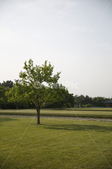 나무,홀로나무,아침,풍경,잎,자연,풍경,nature,landscape,한국자연풍경,한국자연경관,korea nature landscape,식물,plants,나무,trees,wood,grass,잔디,plant