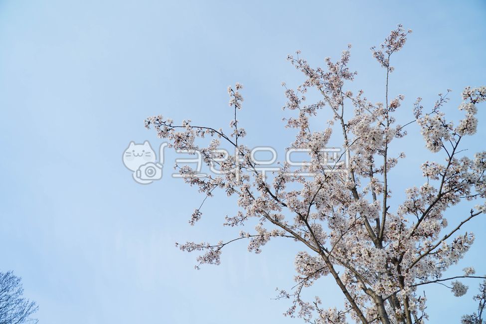 벚꽃,벚나무,나뭇가지,봄,꽃,하늘,자연,꽃잎,flower,blossom,싱그러움,cherryblossoms,식물,cherryblossom,나무,spring,season,벚꽃축제,분홍색,계절,시즌