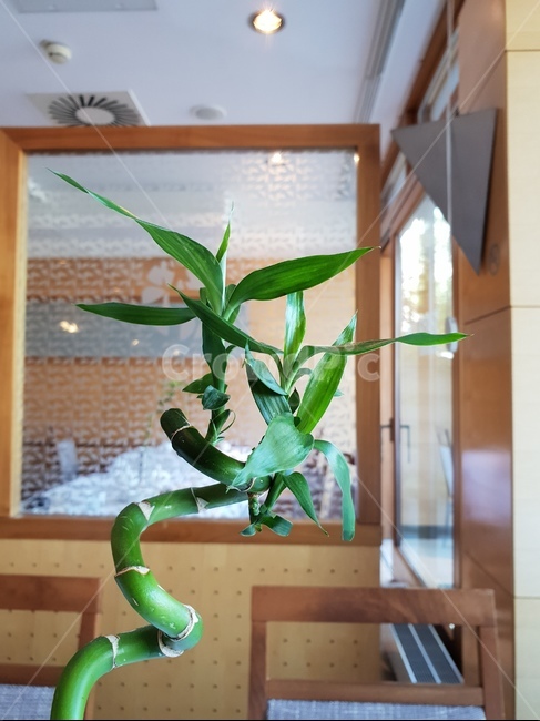 꽃,화분,식물,인테리어,꽃장식,flower,장식,생화,식물,자연,plants,nature
