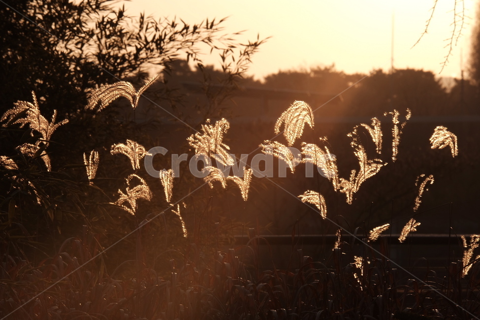 갈대,노을,아침햇살,황금빛,갈대숲,골든아워,억새,가을,계절,fall,autumn,season,자연,풍경,nature,landscape,outdoors,옥외,light,빛,flare,플레어,grass,잔디,plant,식물