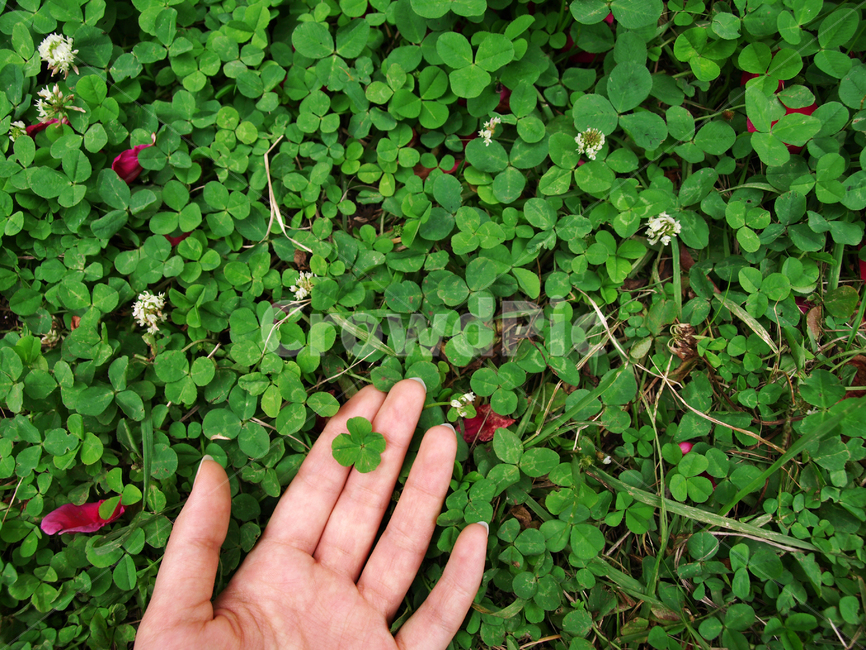 네잎클로버,클로버,손,plant,식물,person,사람,human,인간,행운,lucky,토끼풀,풀,공원