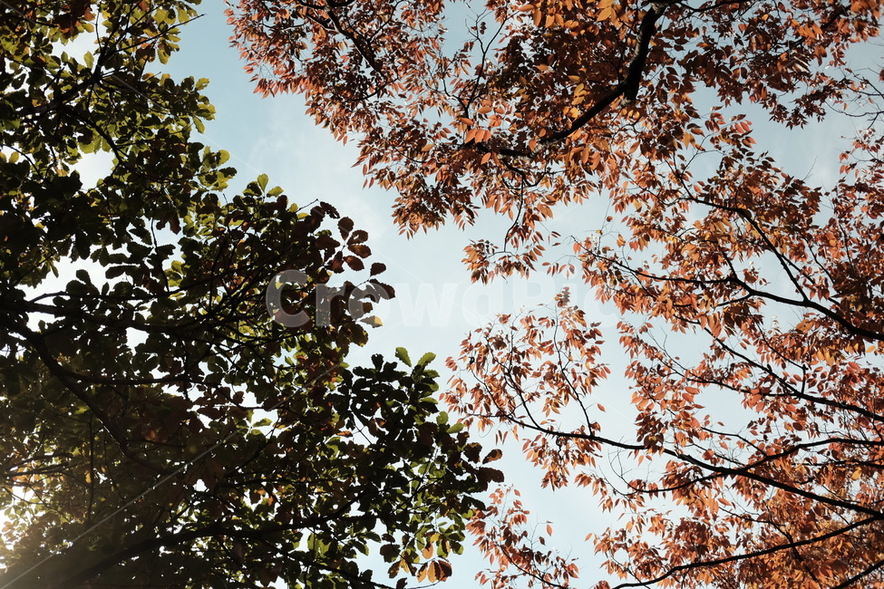 가을,단풍,여름과가을사이,하늘,공원,숲속,식물,자연,plants,nature,나무,trees,wood