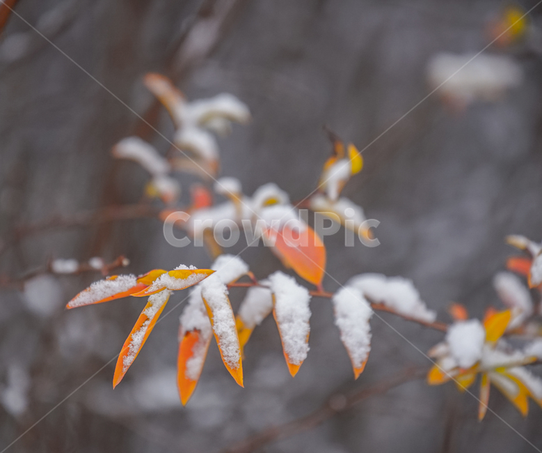 겨울,첫눈,눈,나뭇잎,잎,잎새,감성,계절,겨울,계절,winter,season