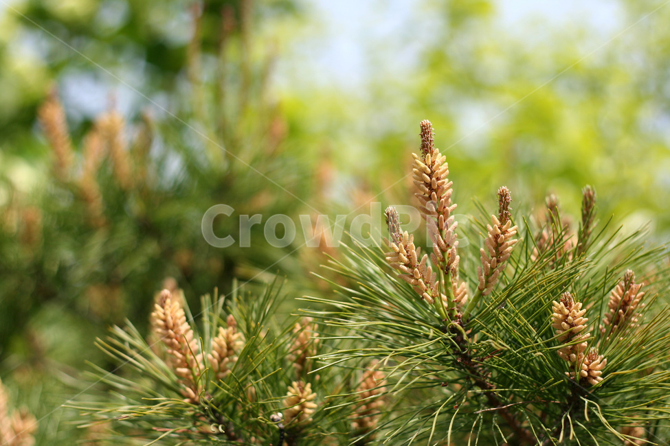 소나무,솔순,송홧가루,송화분,솔잎,식물,자연,plants,nature