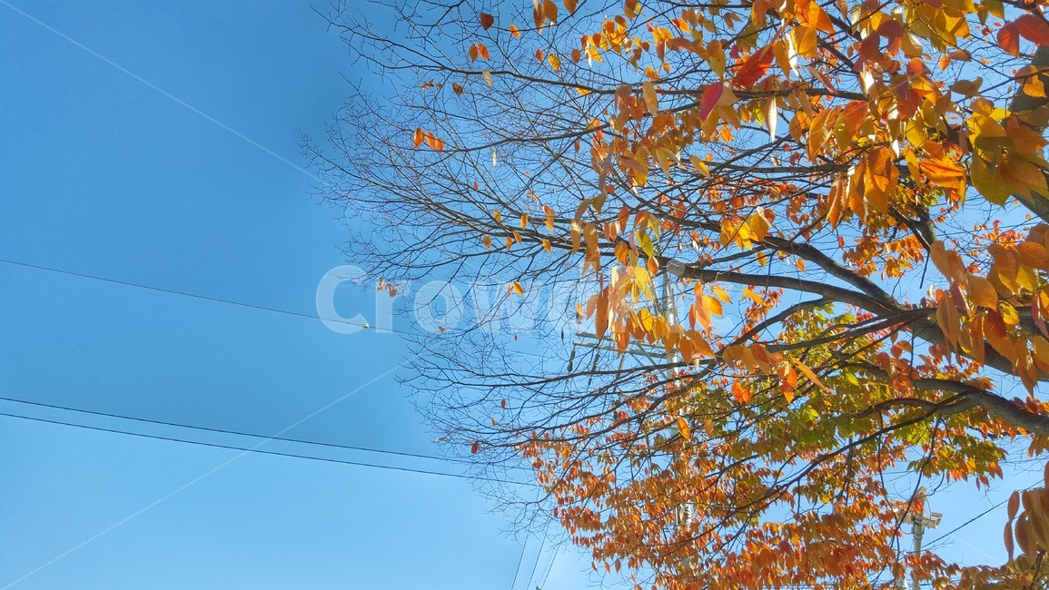 나무,낙엽,가을나무,가을,가을느낌,가을,계절,fall,autumn,season