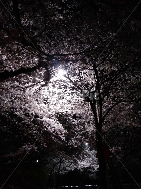 봄,벚꽃,나무,따뜻한봄,벚꽃나무,봄,계절,spring,season,야경,밤,풍경,nightscape,night,landscape,plant,식물,flower,꽃,blossom,cherry blossom