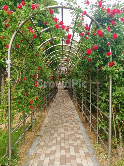 아치,장미,rose,flower,plant,arch,꽃,터널,정원,garden