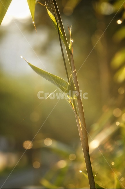 식물,아침,햇살,이슬,빛망울,식물,자연,plants,nature,휴식,힐링,rest,relaxation,healing