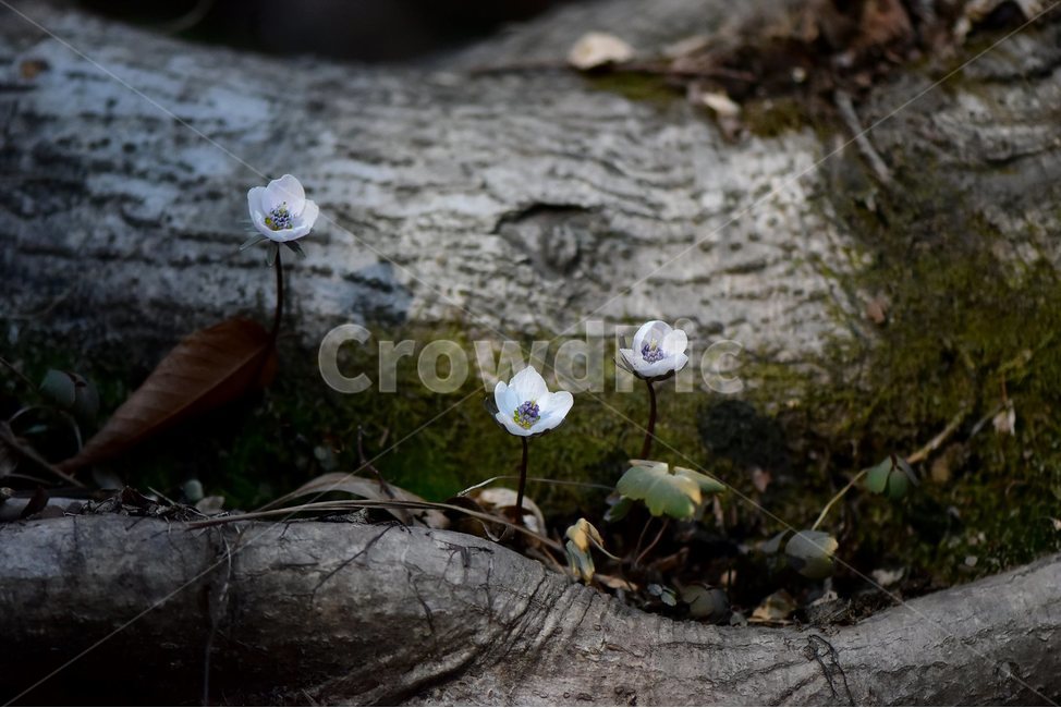 변산바람꽃,2018년,3월,야생화,꽃,생태,식물,자연,들꽃,산꽃,봄,감성,힐링,플라워,계절,시즌,wild,Flower,plants,nature,spring,season,배경,나무,목본,풀,초본,미나리아재비과,너도바람꽃속,flower,생태사진,봄꽃,변산,원조,자생지,오리지널,식물,자연,plants,nature,꽃,flower