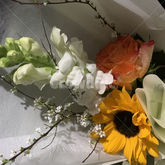 plant,식물,꽃,flower,해바라기,꽃다발