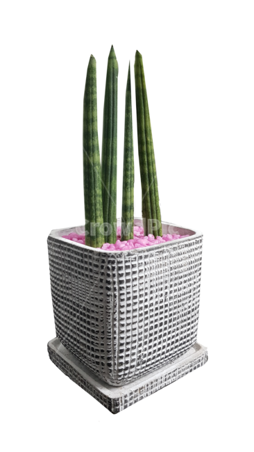 식물,plant,스투키,화분,산세,산세베리아