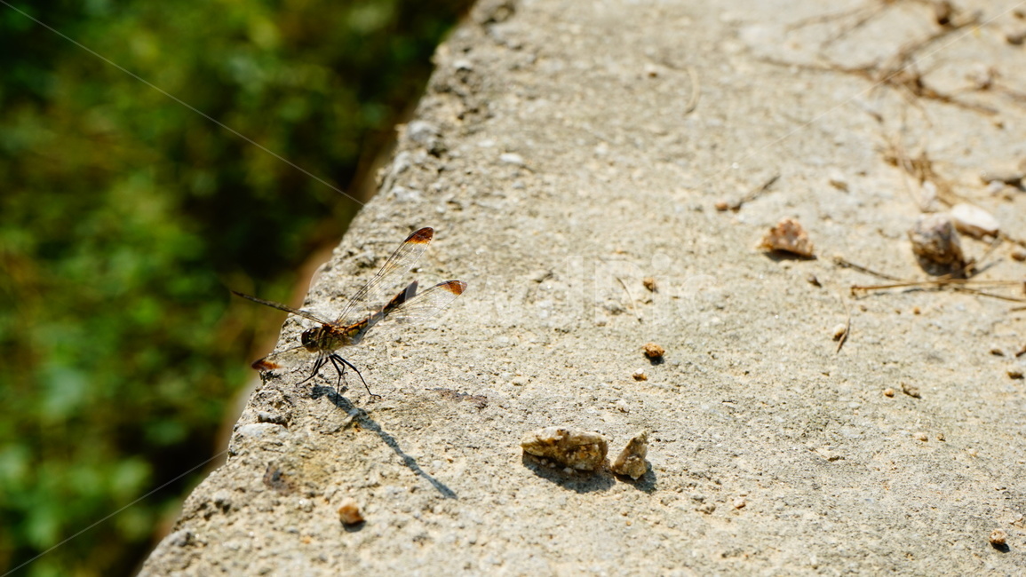 잠자리,가을,날개,고추잠자리,곤충,동물,animal,곤충,벌레,insect,bug