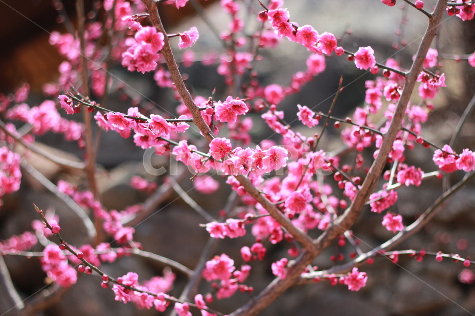 홍매화,꽃,매화,flower,봄,spring,봄꽃,매화꽃,매실,prunusmume,나무,가지,식물,korea,자연,season,plants,nature,경치,scenery,야외