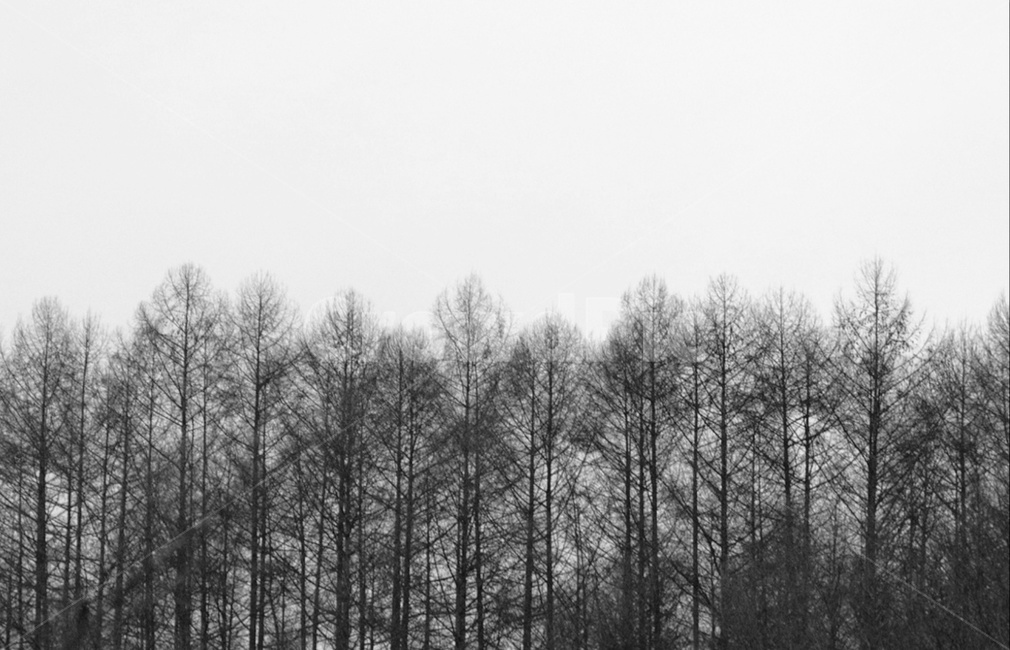 겨울숲,겨울,겨울나무,nature,자연,outdoors,옥외,plant,식물,tree,나무,woodland,삼림지,forest,숲,grove,작은숲,자연,풍경,nature,landscape