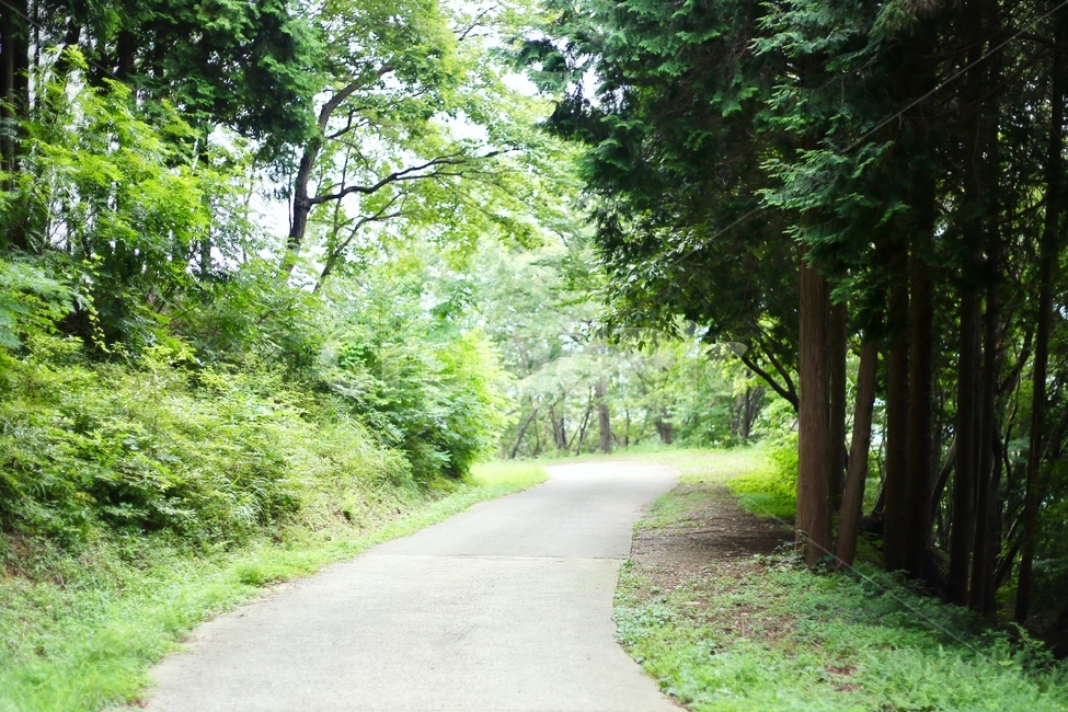 편백나무,숲체험,숲속놀이터,자연학습,체험학습,편백나무숲,피톤치드,산림욕