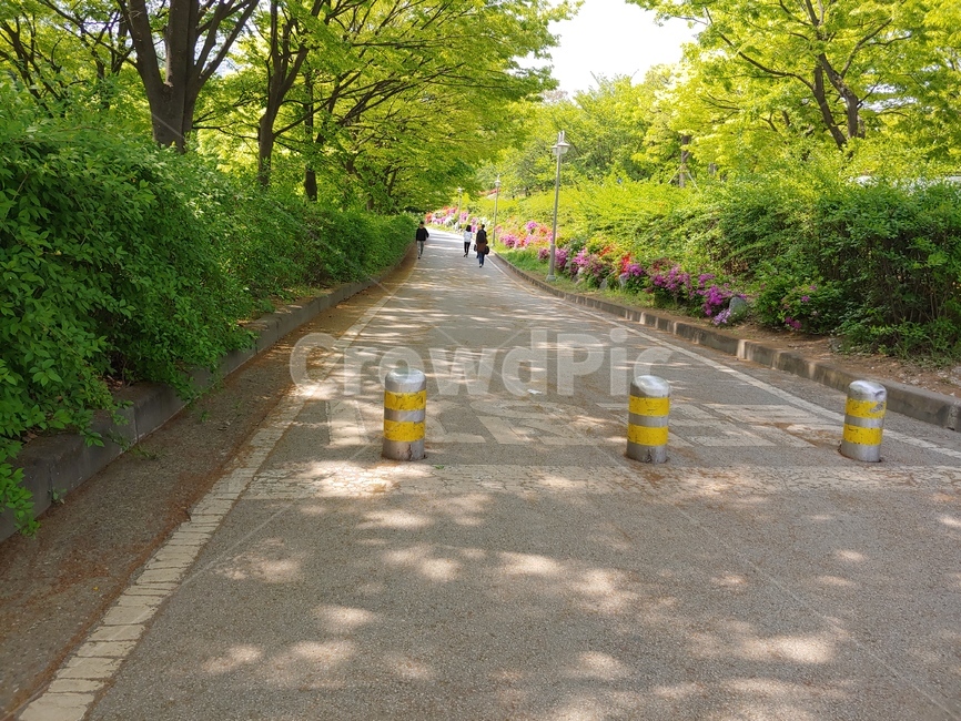 길,나무길,산책로,여름길,녹음이우거진길