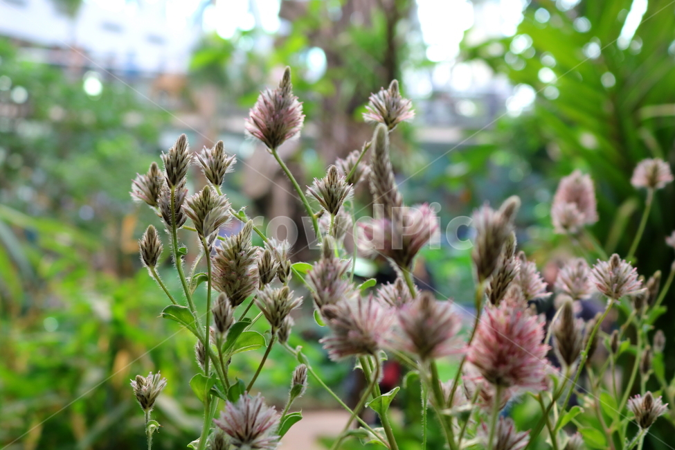 프틸로투스,꽃,프틸로투스꽃,비름과,식물,자연,식물원,식물,자연,plants,nature,꽃,flower