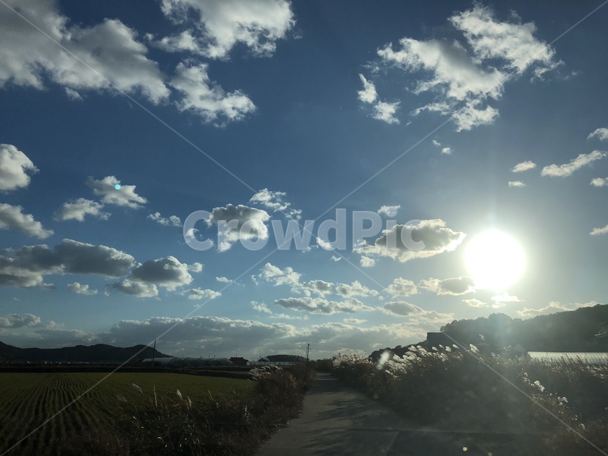 갈대,commonreed,시골,농촌,thecountry,farmvillage