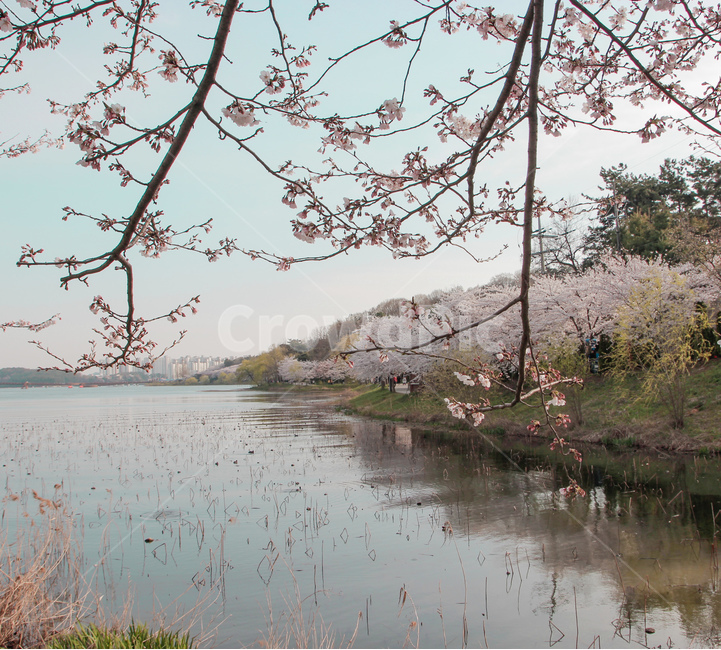 벚꽃,blossom,꽃,flower,cheeryblossom,자연,nature,flowers,풍경,outdoors,봄,계절,spring,season