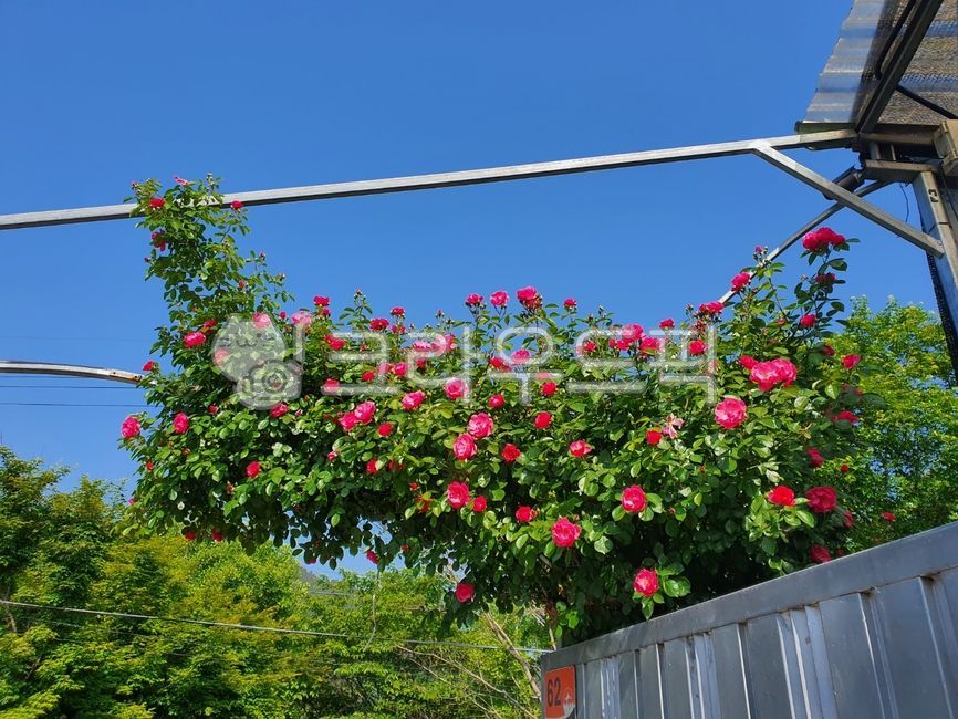 장미,여름장미,대문장미,꽃,장미꽃,여름꽃,대문장식