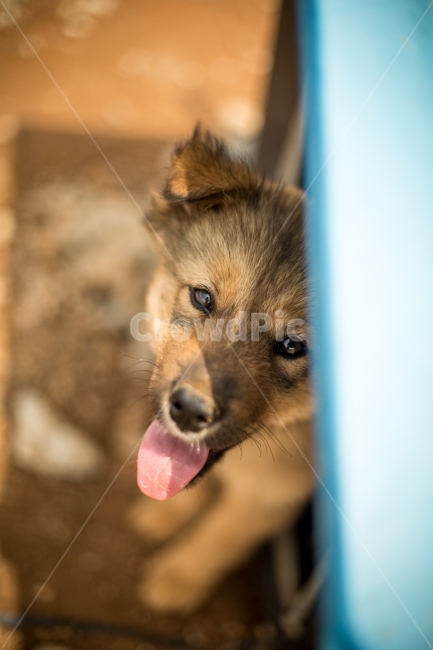 강아지,반려견,동물,감성,개,동물,animal,포유류,mammal,개,강아지,dog,doggy
