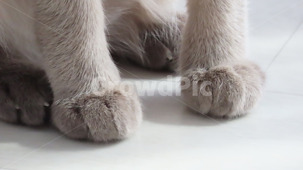 고양이,반려묘,고양이발,포유류,animal,cat,동물,동물,animal,포유류,mammal,고양이,cat,kitten,kitty