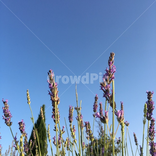 라벤더,보라색,평온,하늘,풍경,꽃,봄,계절,보라꽃,자연,식물,자연,plants,nature,꽃,flower