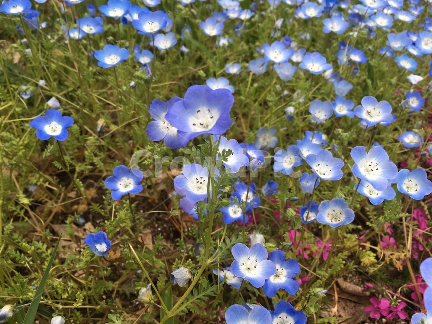꽃,잔디,꽃밭,감성,식물,풀,보라색,flower