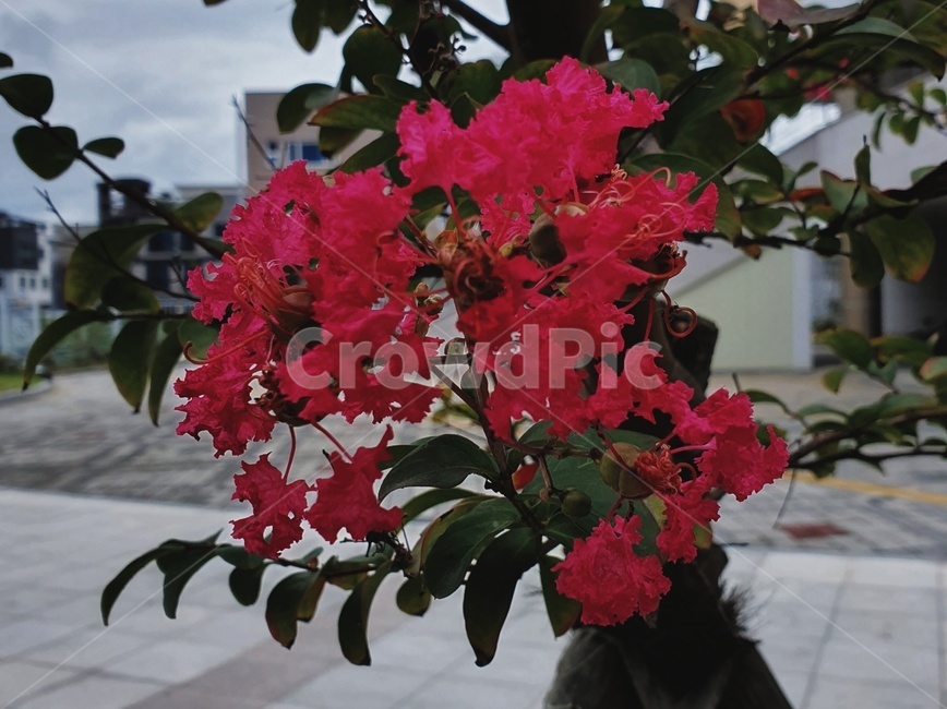 식물,plant,꽃,flower,감성,자연,식물,자연,plants,nature,꽃,flower