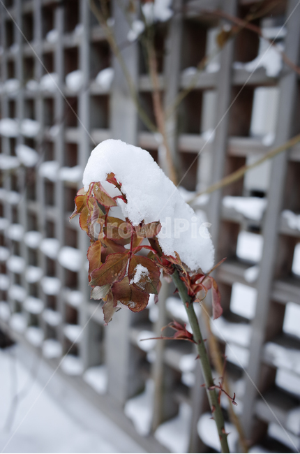 겨울,winter,눈,첫눈,snow,낙엽,나뭇잎,나무,얼음,ice,frozen,겨울,계절,winter,season