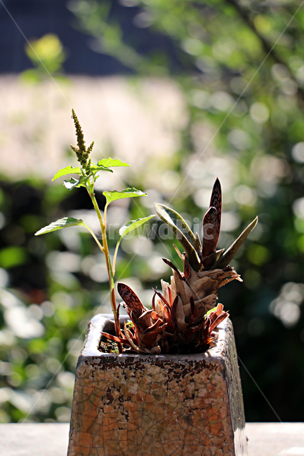 화초,식물,화분,화초화분,plant,꽃,정물,식물,자연,plants,nature