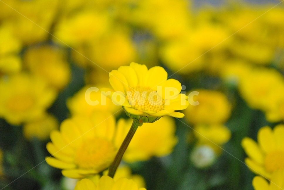꽃,화단,식물,봄,노란색,flower,flowerbed,plant,spring,yellow,식물,자연,plants,nature,꽃,flower