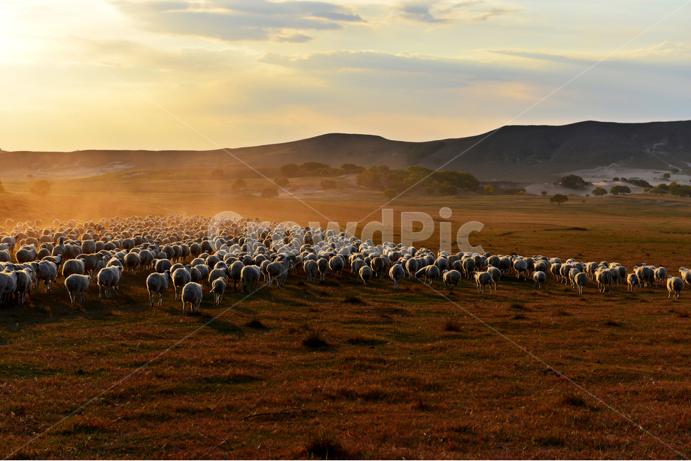outdoors,옥외,grassland,목초지,field,들,landscape,경치,nature,자연,scenery,풍경,중국,몽고,패상,패상가을,양떼,패상양떼,flock,대군,animal,동물,목축업,목장,livestock farming,ranching,pasture