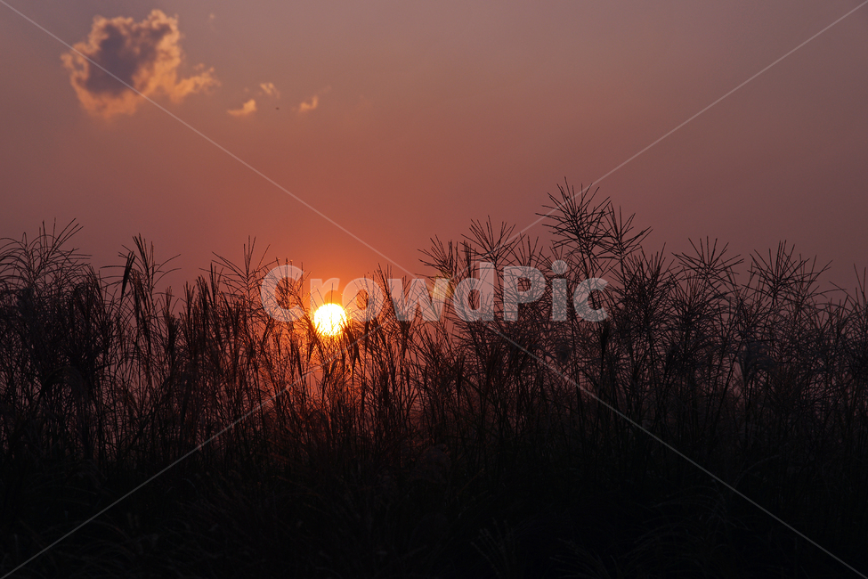일몰,석양,갈대,지는해,붉은해,계절,자연,풍경,nature,landscape