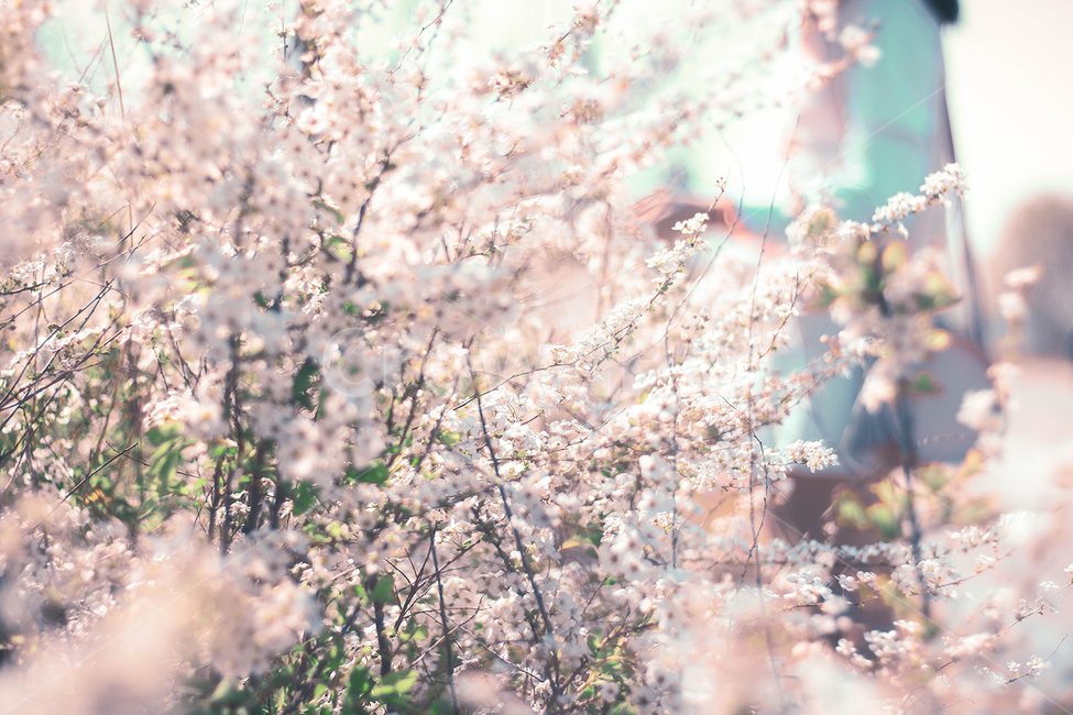 벚꽃,봄,핑크,감성사진,꽃,spring,따뜻함,순수,깨끗,flower,cherryblossoms,일본감성,여의도벚꽃축제,4월,빛,봄,계절,spring,season,식물,자연,plants,nature,꽃,flower,감성,sensible,feeling,plant,blossom