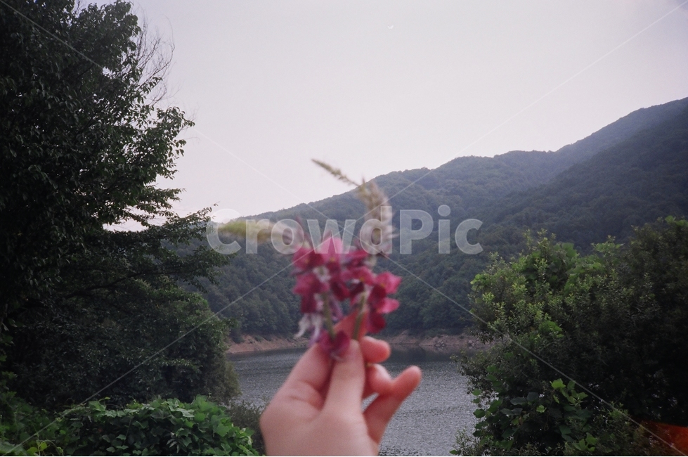 문경,시골,칡꽃,munkyung,puerarialobata,country