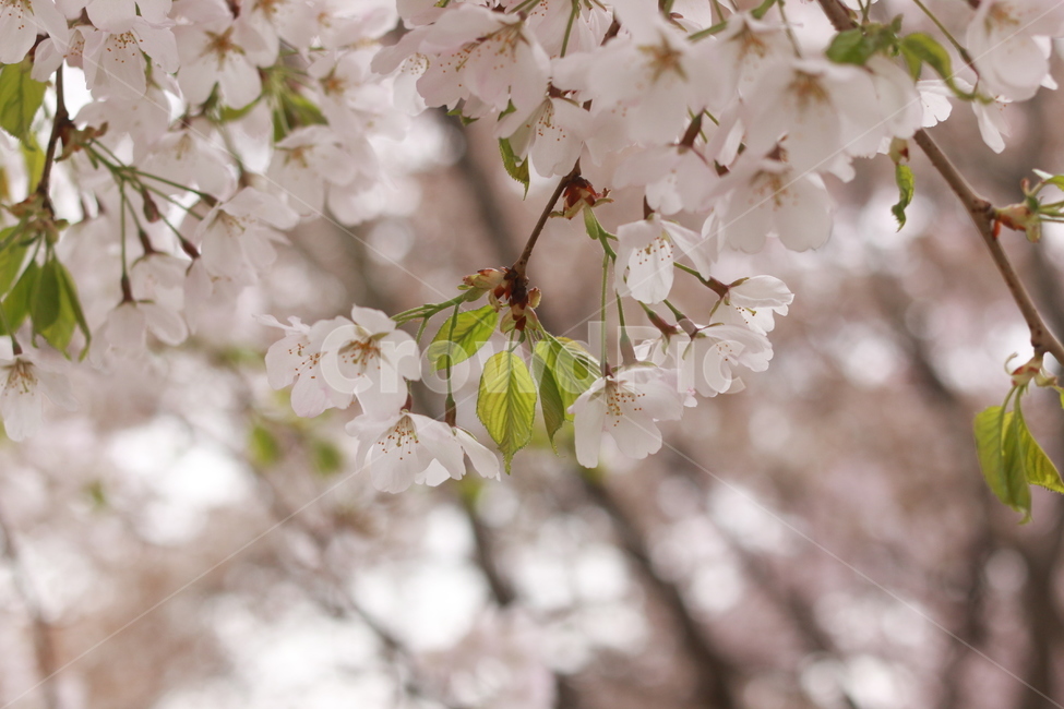 plant,식물,flower,꽃,blossom,벚꽃,봄,식물,자연,plants,nature,꽃,flower