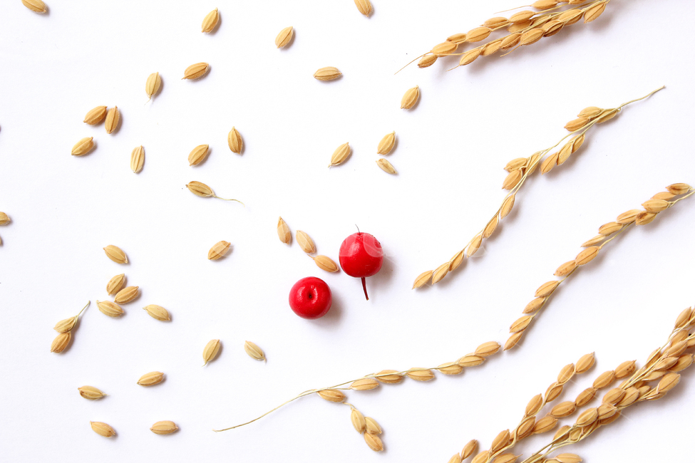 쌀,벼,곡식,곡물,음식,식재료,요리,곡류,rice,cereal,dry,ear,farming,food,gold,grain,harvest,isolated,korea,meal,nutrition,organic,plant,seed,yellow,cook,열매,빨강,red,fruit,cook화이트,흰색,하얀색,흰배경,쌀알,알갱이,볍씨,씨,씨앗,쌀알갱이,식물,자연,음식,식재료,요리,food,cook,meal,dishes,food reserves,곡류,곡식,cereals,연출,컨셉,콘셉,direction,concept,누끼,remove background