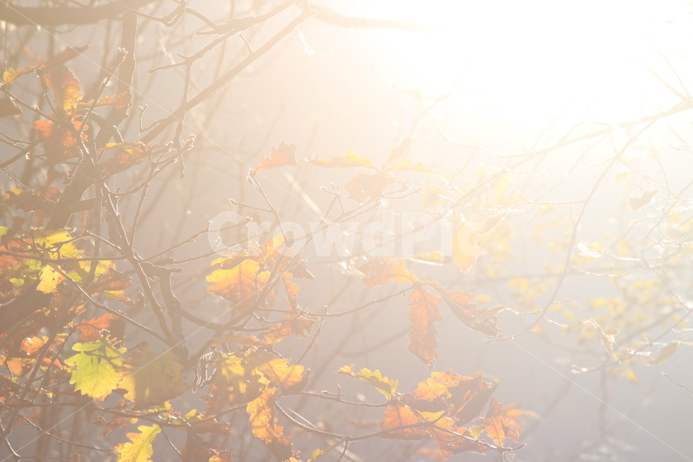 가을,낙엽,단풍,빛,햇살,fall,leaves,autumn,forest,가을,계절,fall,autumn,season,식물,자연,plants,nature,weather,날씨