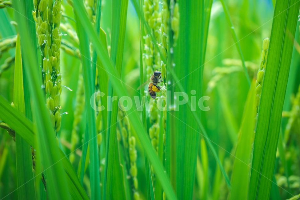 벌,수직,자연,꿀,bee,honey,vertical,벼,rice,asianrise,초록,논,식물,자연,plants,nature,동물,animal,곤충,벌레,insect,bug