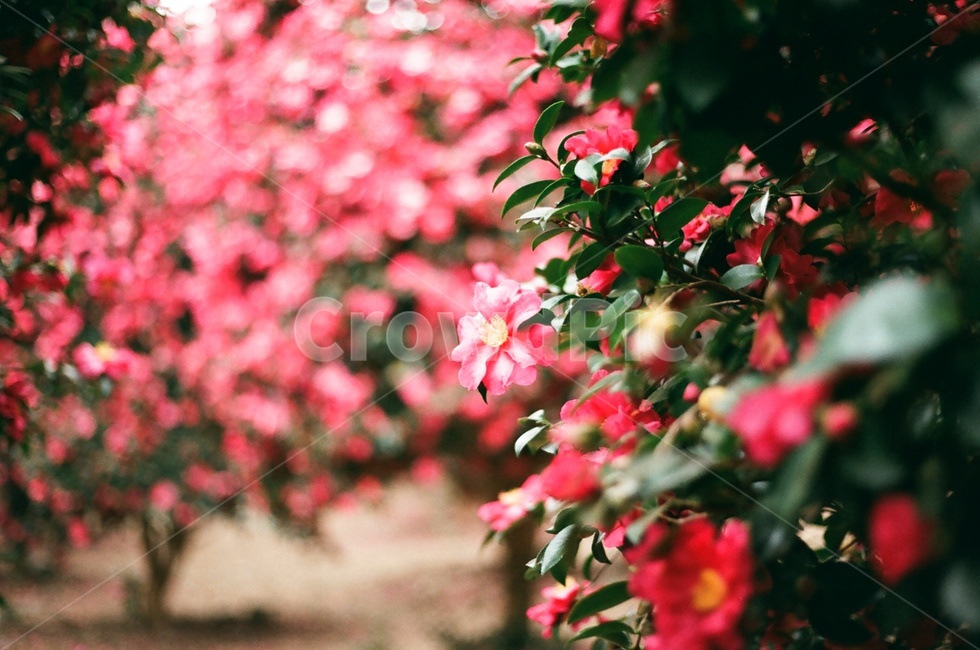 동백,동백꽃,겨울꽃,camellia,camelliaflower