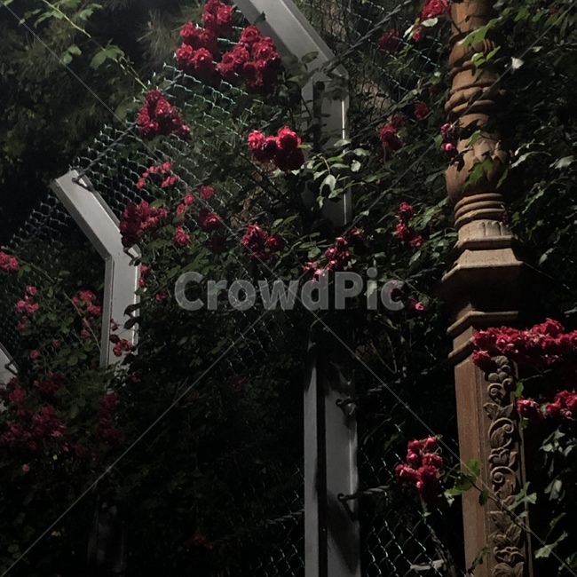 장미,담장,rose,꽃,flower,감성사진