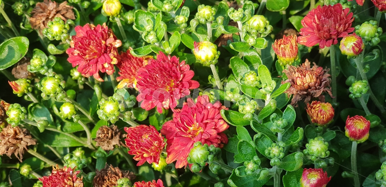 꽃,자주,잎사귀,꽃몽우리,초록