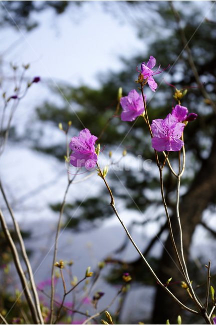 꽃,식물,flower,진달래,분홍꽃,봄,계절,spring,season,식물,자연,plants,nature,꽃,flower,geranium,제라늄,blossom,plant