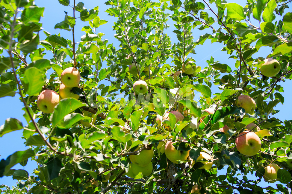 복숭아,과수원,식품,과일,수확,가을,익은,농업,식물,자연,plants,nature,과일,열매,fruit
