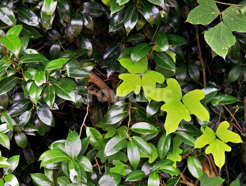 백합나무,식물,튜울립나무,목련과,낙엽활엽교목,식물,자연,plants,nature
