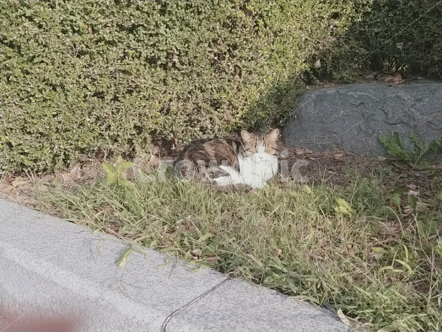 고양이,돌,cat,빛,잔디,풀,grass,초록색,초록,길고양이,길냥이,여름,날씨,맑은,맑음,동물,animal,고양이,cat,kitten,kitty